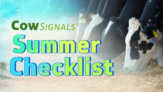 천하제일사료, 'Cow Signals Summer Activity' 영상 공개